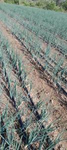 Onions under Goldenstar farming Drip Irrigation System