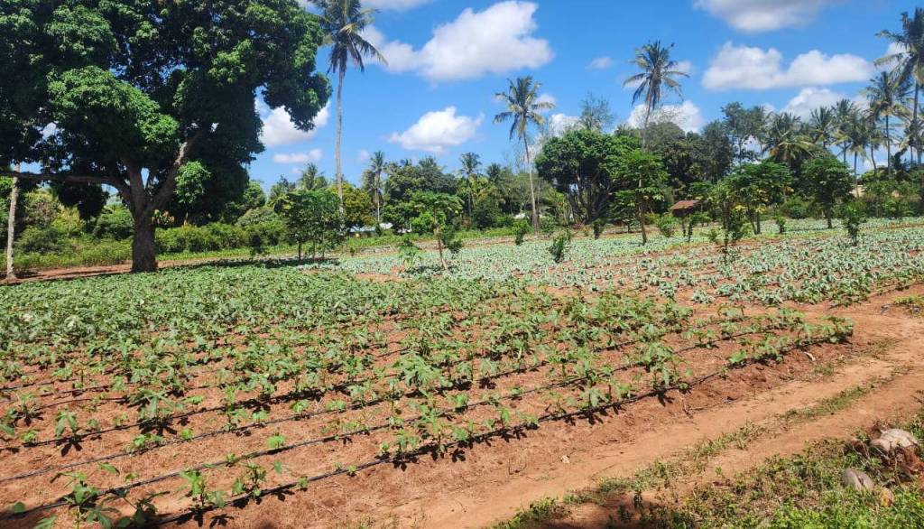 Modern drip irrigation system installed on a Kenyan farm in Coastal Region to improve crop yields